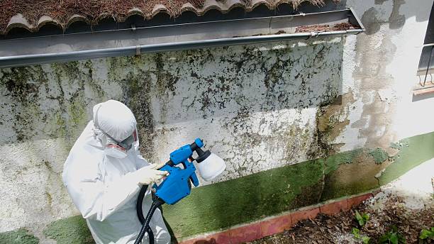 Mold Remediation service in Plainfield, Plainfield, NJ